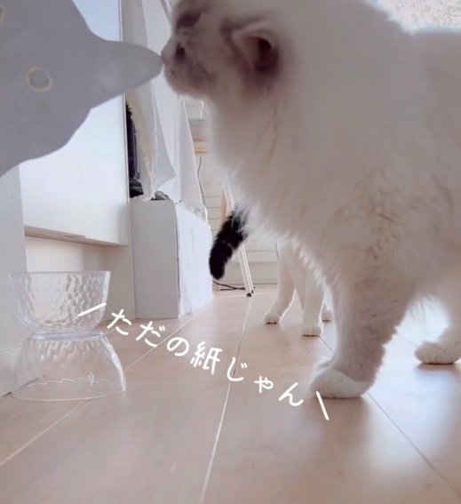 スタスタと近寄るメイプルくん