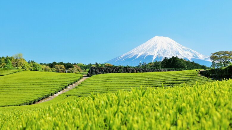 「五月晴れ」新緑の茶畑と富士山