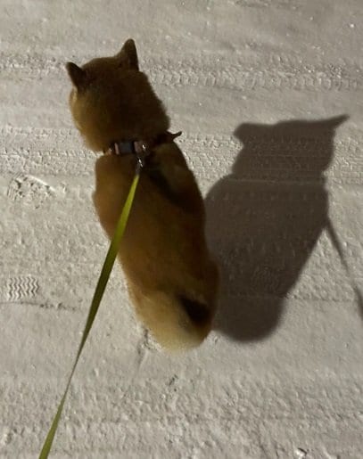 こちらは12月18日の様子。雪の中に佇み“帰宅拒否”中だそう