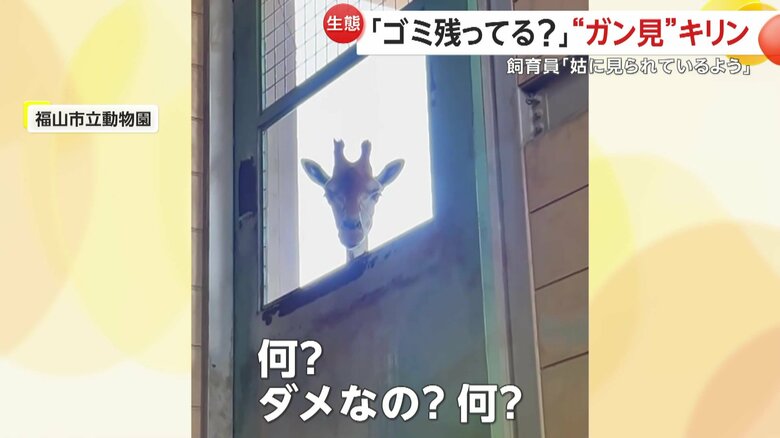 「何？ダメなの？何？」と話しかけていた飼育員
