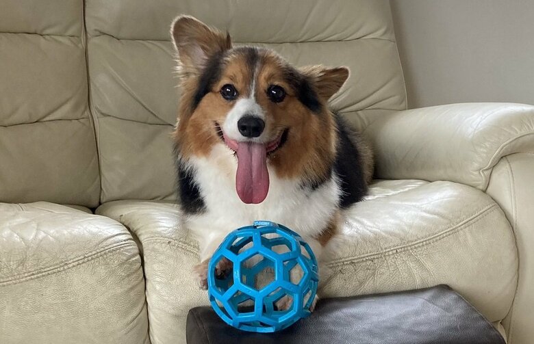 お気に入りのボールと共に