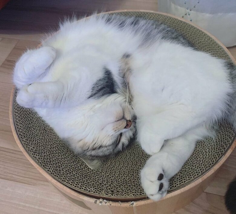 爪とぎの上で大胆なヘソ天