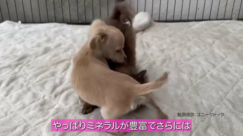 じゃれ合うパピー。ごはんはミネラル豊富で、1gあたりのカロリーが高めに設計されている