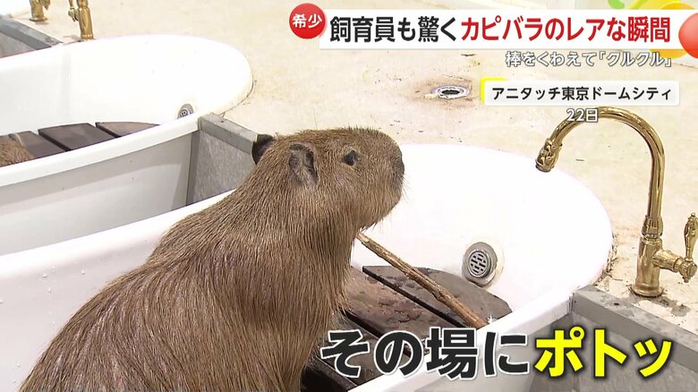 動画ほど棒回しはしないリンスちゃん（提供：rie.cappy）