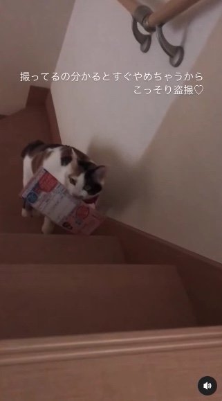 提供：kiyokoさん