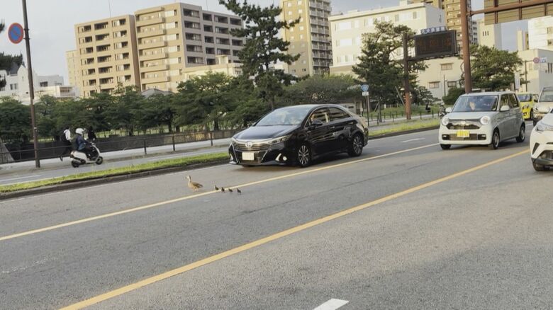 車道を渡るカルガモ親子