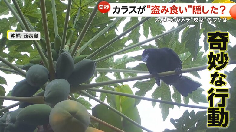 庭の木に実ったパパイアを頬張るカラス