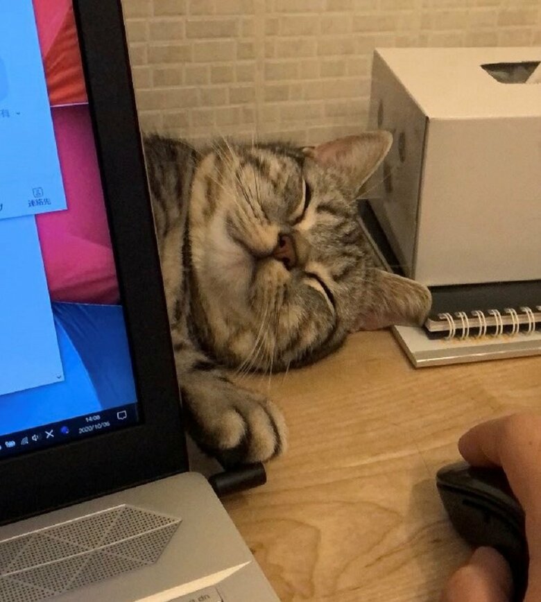 飼い主さんお気に入りの「PC裏で寝ているあんこくん」