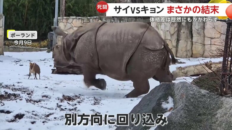 サイが別方向に回り込もうと走ると…