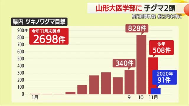 山形大学医学部で子グマ2頭目撃　県内の目撃件数2698件（11月末時点）過去最多更新中　山形