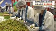 「秋篠宮さまが梅シロップに…」福井梅を皇室に献上　生育順調で良い出来栄え　18日午前中に宮家へ