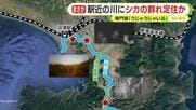 住民も驚愕…JR沼津駅近くの川にシカの群れ!?専門家「うじゃうじゃいる」　シカにとっていい条件がそろい定住か　