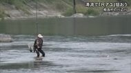 尺アユを狙え　川辺川でアユ釣りにぎわう【熊本】