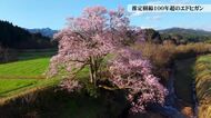 戦時下の伐採を逃れた樹齢100年超のエドヒガンの一本桜、今年も満開に咲き誇る【動画で見る】