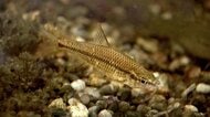 「魚は空飛ばないのに」廃校プールに“国内外来種”の「モツゴ」が謎の繁殖　駆除しても再び現れる　人や鳥が持ち込んだ？水源から？　雑食で繁殖力が高く生態系を脅かす「オタマジャクシが食べられてカエルが育たなくなった」