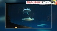 アクアスのシロイルカ「バブルリング」どうやって？学生が開発した装置で発生の仕組み紹介（島根）