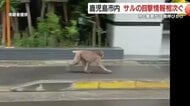 市街地で野生のサル目撃続出　鹿児島市が注意呼びかけ