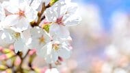 桜の「開花」から「満開」までの日数は北に行くほど短い　理由は“冬の冷え込み”