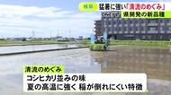 “猛暑に強い”のが特徴…岐阜県が開発したコメ新品種『清流のめぐみ』田植え進む 奨励品種にして普及を推進