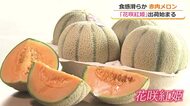 赤肉メロン「花咲紅姫」の収穫始まる　糖度高く肉厚で滑らかな食感　坂井北部丘陵地で6月下旬まで