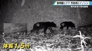動物園でまさか…「野生のクマの親子」が侵入し一部閉鎖　住宅地でイノシシが男性を襲い、顔面血だらけになる被害も