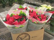 温室内で真っ赤に色づく…クリスマスを彩る『ポインセチア』愛知県内一の産地・田原市で出荷作業が最盛期