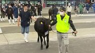 5年に1度の「和牛のオリンピック」 　20歳の息子が見いだした雌牛で挑戦する親子【鹿児島発】