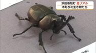 まるで標本？実は木彫り　”匠の技”で昆虫や海の生きものを本物そっくりに再現（島根・浜田市）