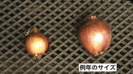 玉ねぎも“熱中症”に？猛暑で“小型化”ピンポン球サイズに…価格高騰続く“タマネギショック”に拍車　洋食店から嘆きの声も
