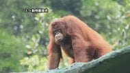 とべ動物園にインドネシアからオランウータン“嫁入り”到着「すごく頭良くかわいい」お見合いへ【愛媛】
