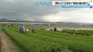 例年より10日早い　加賀市で新茶の摘み取り始まる　「初めて」の早さに地元も驚き