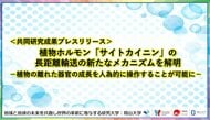 植物ホルモン「サイトカイニン」の長距離輸送の新たなメカニズムを解明-植物の離れた器官の成長を人為的に操作することが可能に-〔島根大学, 中部大学, 理化学研究所, 東京大学, 岡山大学, 名古屋大学〕