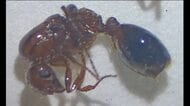 “緊急の拡散防止措置”特定外来生物「ヒアリ」松山で新たに約１３３０匹　“女王”２匹も発見【愛媛】