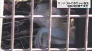 宮崎市フェニックス自然動物園　マンドリルの赤ちゃんが誕生　名前は投票で決定