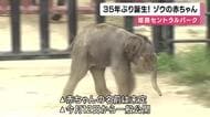 やんちゃな性格の赤ちゃんゾウ報道公開　先月22日に姫路セントラルパークで35年ぶりに誕生　別のゾウも育児手伝う