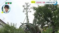 100年に一度しか咲かないというリュウゼツランにつぼみ「どんな花か分からない」【長崎県諫早市】