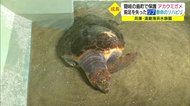 隠岐の島で保護のアカウミガメ 右前足失い水族館で治療…海で泳げる日を目指し独自の泳ぎ習得へ
