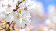 桜の「開花」から「満開」までの日数は北に行くほど短い　理由は“冬の冷え込み”
