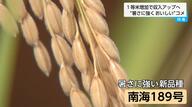 暑さに強く大粒の新品種コメ「南海189号」次世代エースへの期待高まる　農家の収入増や政府のコメ政策にも
