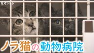 野良ネコの『避妊・去勢手術』専門の病院　手術後は”元いた場所に返す”異例の取り組み