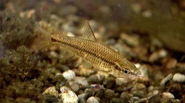 「魚は空飛ばないのに」廃校プールに“国内外来種”の「モツゴ」が謎の繁殖　駆除しても…