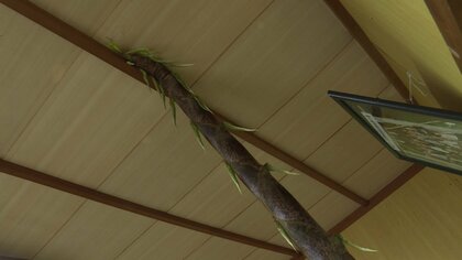 「集会所が荒らされた！」畳はめくれ机が散乱…犯人は「タケノコ」成長力にびっくり【島根発】