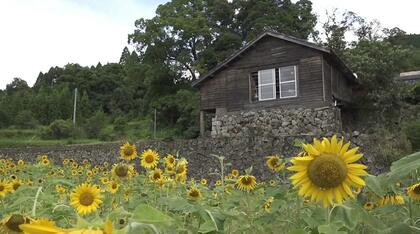 「まるで映画の舞台のよう」　約100年前の石垣に囲まれた棚田跡地に咲くひまわり　
