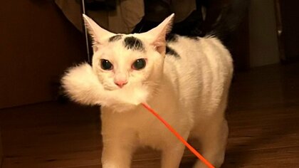 この顔見ると頑張っちゃうよ」眠くても愛猫の遊びに付き合う, 画像サイズ:420x236