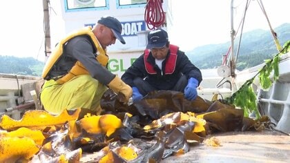 「全滅って言っていいくらいの被害」　海水温上昇で養殖が危機的状況　ホヤ・コンブ・ホタテ漁師が悲鳴【岩手発】
