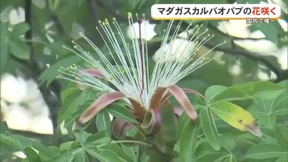 県内唯一！マダガスカルバオバブの花咲く
