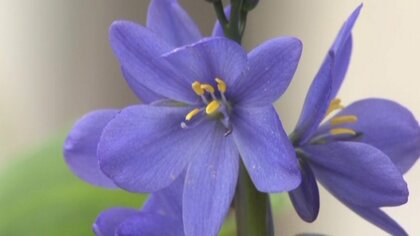 絶滅が危ぶまれた花…復活させたのは小学生 「ミズアオイ」に魅せられ いつか“お花畑みたいに”【佐賀発】