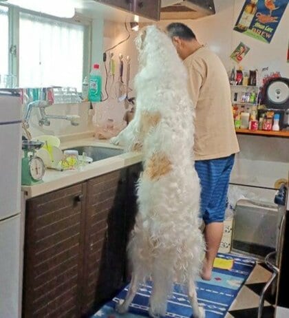 飼い主の横から食材を狙う大型犬「ボルゾイ」が人間みたい…“強奪”を阻止できたのかその後を聞いた