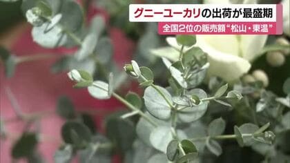 実は全国有数の生産地「グニ―ユーカリ」松山と東温　クリスマス需要に向け出荷ピーク【愛媛】