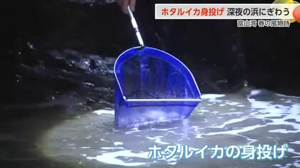 富山湾の神秘「ホタルイカの身投げ」で午前3時半の浜辺は大にぎわい
